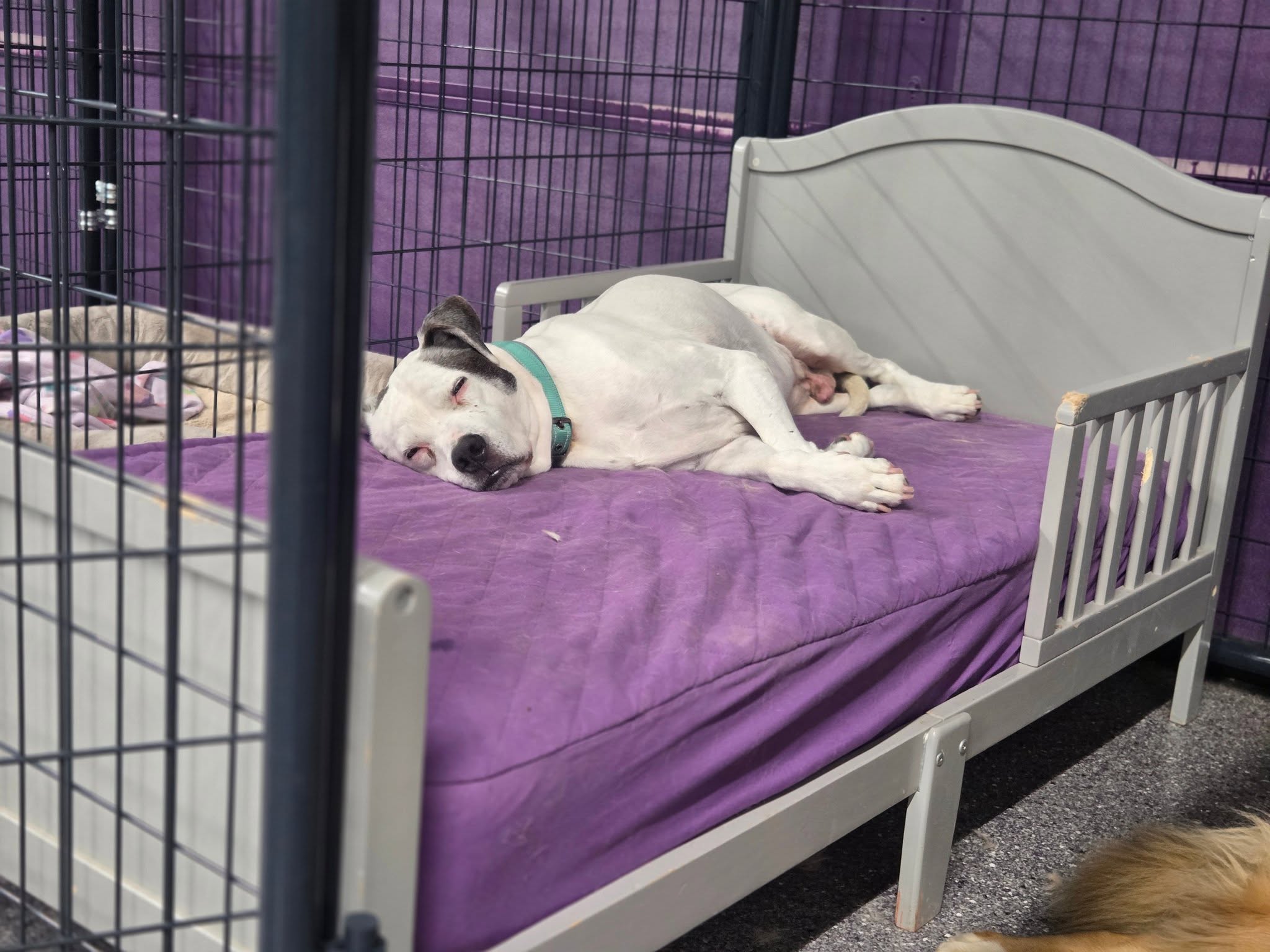 Dog staying comfortably during boarding