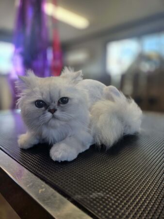 Cats