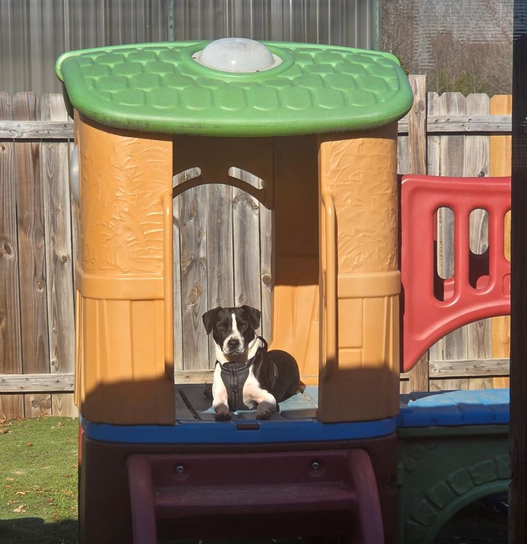 Dog playing during supervised daycare at The Paw Spa of Vilonia